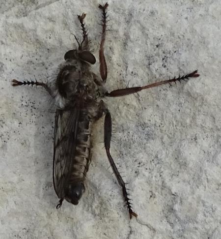 Réf. 224 587 : Erax punctipennis